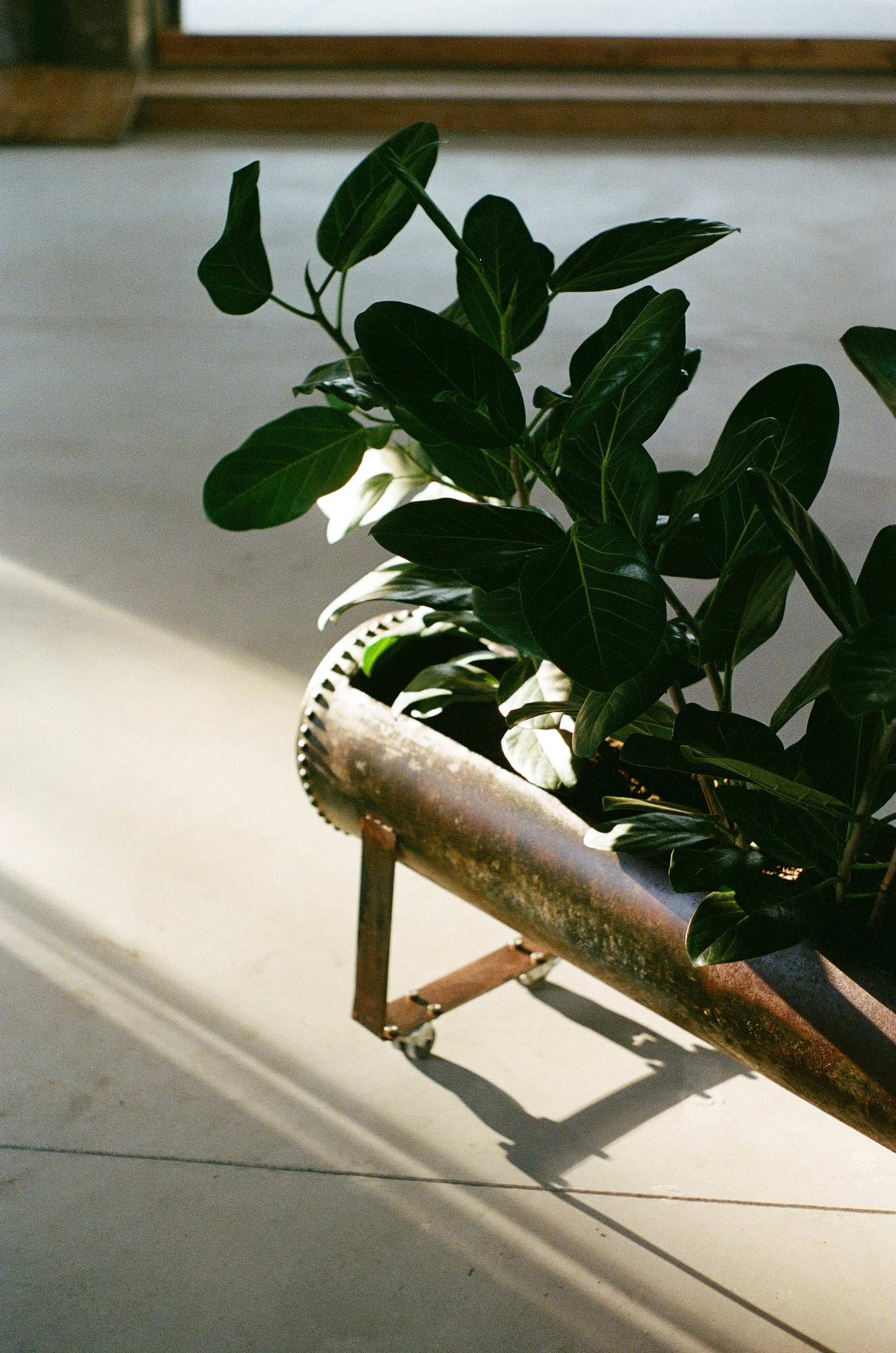 Early 20th Century Indoor Planter